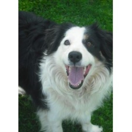 Stirling Bridge Border Collie, Border Collie Breeder in ...