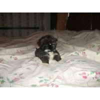 Pistol Creek Shih-Tzus Shih Tzu breeder