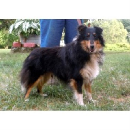 Shetland Sheepdog Breeder 16287