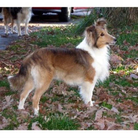 Oak Glen Shelties