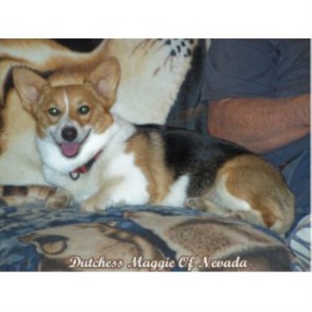 welsh pembroke corgi nevada corgis breeder flying puppies