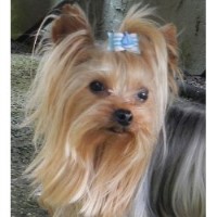 Let's Talk Yorkie Yorkshire Terrier breeder