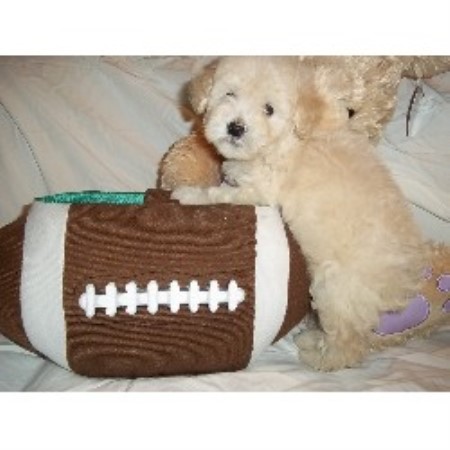 maltipoo stuffed toy