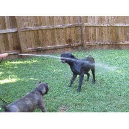 Blue Kings Cane Corso Cane Corso Breeder In Atlanta Georgia