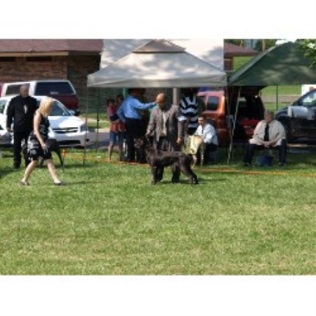 Summit City Cane Corso Cane Corso Breeder In Columbia City