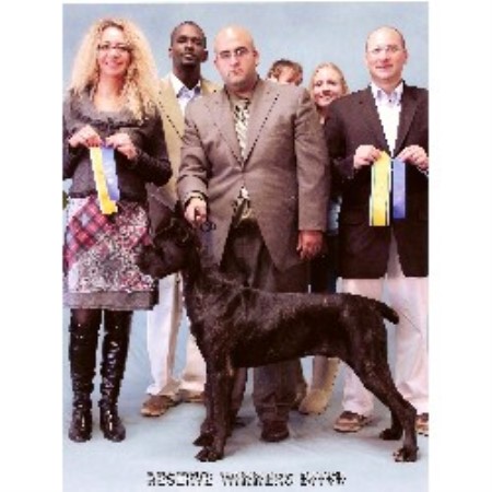 Cane Corso Breeders In Indiana