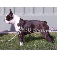 EQ Bostons Boston Terrier breeder