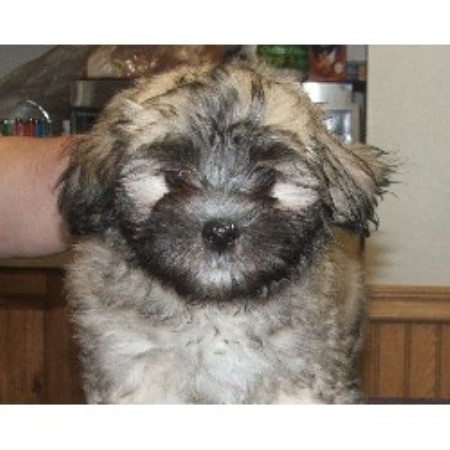 havanese puppies for sale in ma bedlem havanese havanese breeder in linwood kansas havanese puppies for sale in ma bedlem havanese havanese breeder in linwood kansas