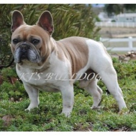 59 HQ Pictures Red Fawn Pied French Bulldog - French Bulldog Colors ...