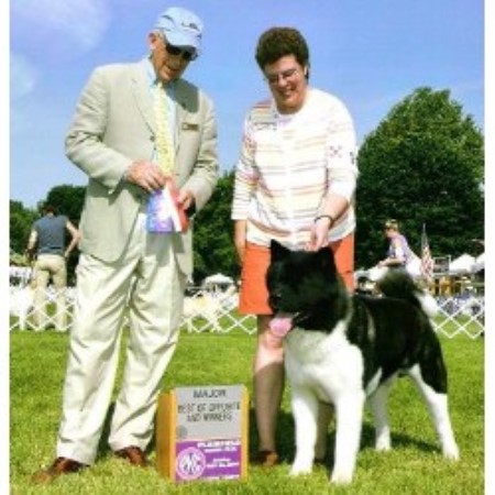 akitas connecticut akita breeder