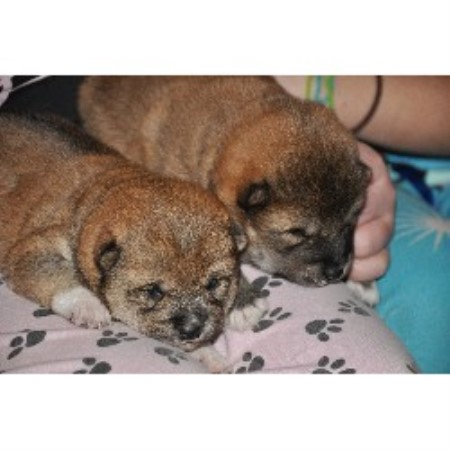 Showboat Shiba Inu Shiba Inu Breeder In Thomaston Georgia