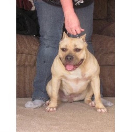 terrier breeder pit bull illinois american kennel legends southern