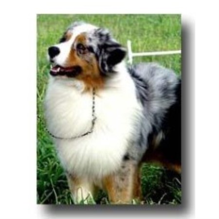 Australian Shepherd Dog Breeder 16638