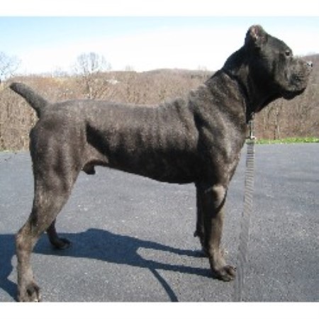 Steel City Cane Corsos Cane Corso Breeder In Kittanning Pennsylvania