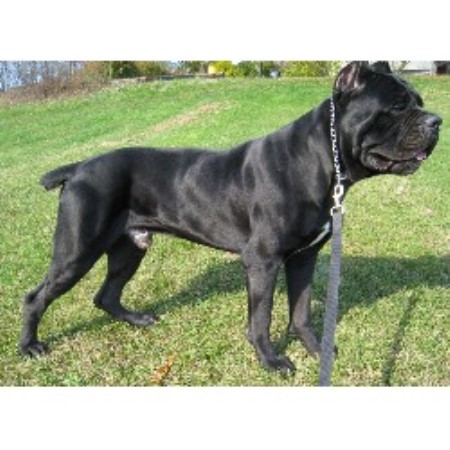 Steel City Cane Corsos Cane Corso Breeder In Kittanning Pennsylvania