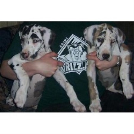 free puppies in rogers arkansas lakeside kennels designer danes great dane breeder in rogers arkansas free puppies in rogers arkansas lakeside kennels designer danes great dane breeder in rogers arkansas
