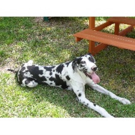 free puppies in rogers arkansas lakeside kennels designer danes great dane breeder in rogers arkansas free puppies in rogers arkansas lakeside kennels designer danes great dane breeder in rogers arkansas