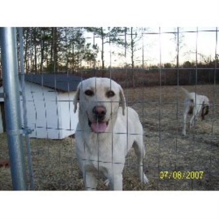 blooded lab puppies for sale in sc cross country kennels labrador retriever breeder in cross south carolina blooded lab puppies for sale in sc cross country kennels labrador retriever breeder in cross south carolina