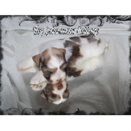 Toy Schnauzer Cottage Miniature Schnauzer Breeder In Phelan