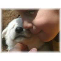 CS Vista Farms German Shepherd Dog breeder