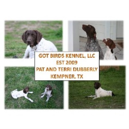 Got Birds Kennel German Shorthaired Pointer Breeder In Kempner Texas