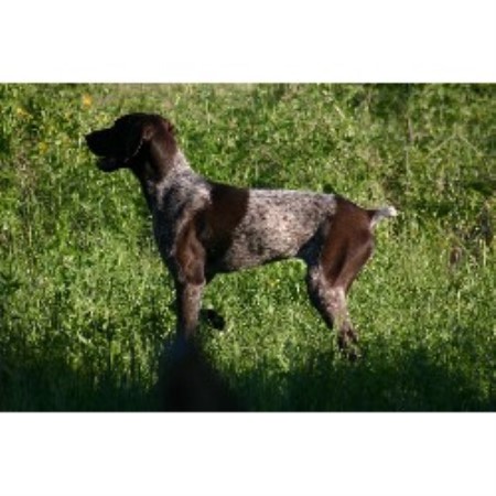 Got Birds Kennel German Shorthaired Pointer Breeder In Kempner Texas