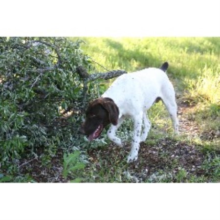 Got Birds Kennel German Shorthaired Pointer Breeder In Kempner Texas