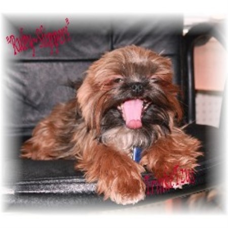 shih tzu breeders new york border collie breeders in new york freedoglistings breeds picture shih tzu breeders new york border collie breeders in new york freedoglistings breeds picture