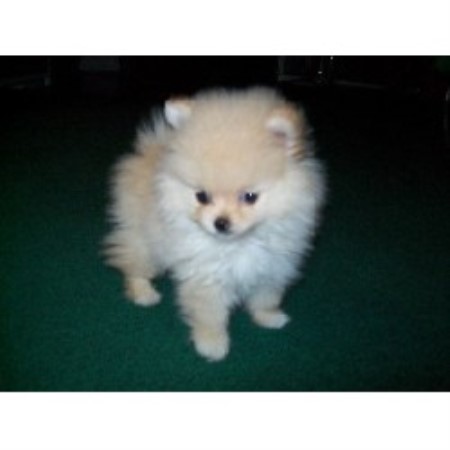 pomeranian puppies for sale in maine debs pom poms pomeranian breeder in boling pomeranian puppies for sale in maine debs pom poms pomeranian breeder in boling