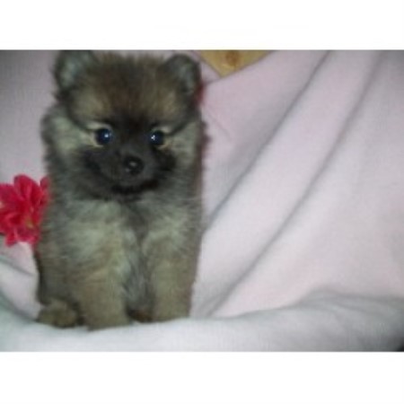 pomeranian puppies for sale in columbia sc debs pom poms pomeranian breeder in boling pomeranian puppies for sale in columbia sc debs pom poms pomeranian breeder in boling