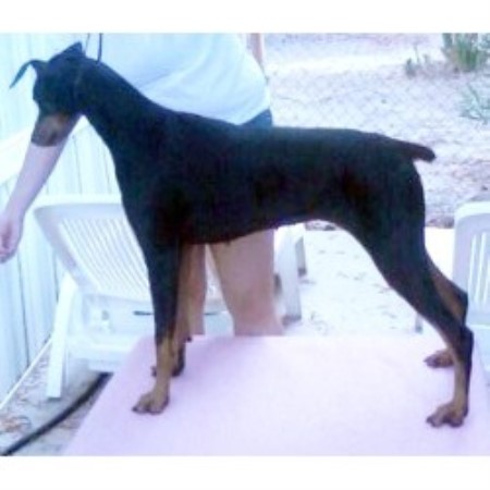 Doberman Pinscher Breeder 16760