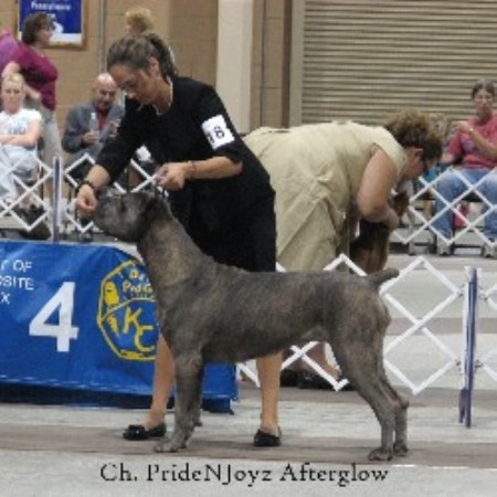 Pridenjoyz Cane Corso Cane Corso Breeder In Hatfield