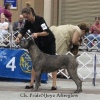 corso puppies for sale tn corso breeders in pennsylvania freedoglistings corso puppies for sale tn corso breeders in pennsylvania freedoglistings