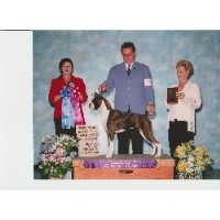 Sinerator Boxers Boxer breeder