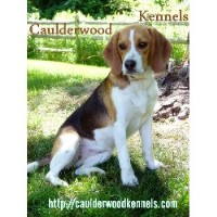 Caulderwood Kennels Beagle breeder