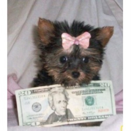 teacup yorkie poo puppies for sale in arkansas muddy paws kennel terrier breeder in kansas teacup yorkie poo puppies for sale in arkansas muddy paws kennel terrier breeder in kansas