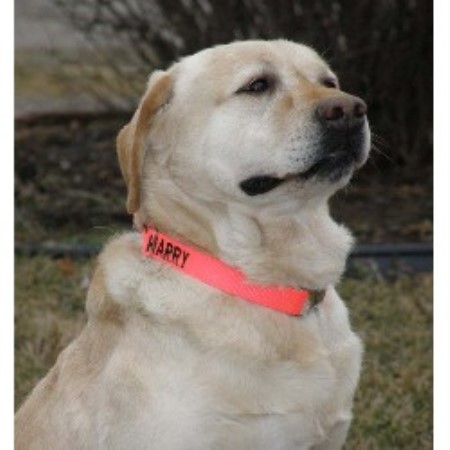 Certainty Labradors, Labrador Retriever Breeder in Sabina ...