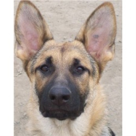 Johnson Haus Shepherds, German Shepherd Dog Breeder in ...