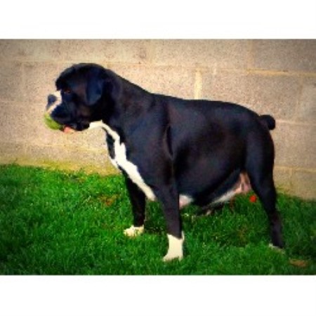 Mississippi Stud Online Mississippi Stud Online