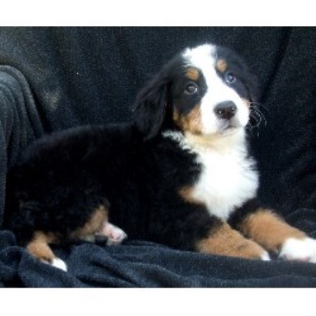 Bernese Family Bernese Mountain Dog Breeder In Langley