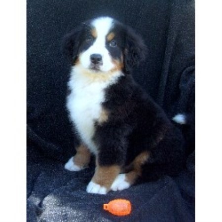 Bernese Mountain Dog For Sale Bc Bernese Mountain Dog For Sale Bc