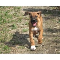 Terracotta Kennels Rhodesian Ridgeback breeder