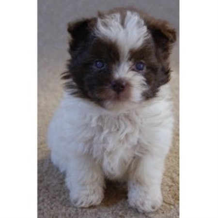 Sherry's Shih Poos, Shih Tzu Breeder in Medina, Ohio