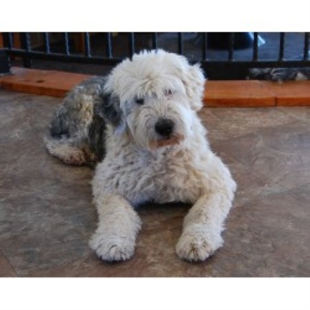 Deerpark, Old English Sheepdog Breeder in Parks, Arizona