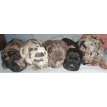 Great Dane Breeder 16945