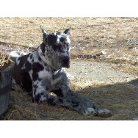 Due North Great Danes Great Dane breeder