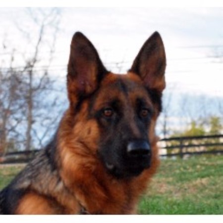 Topline Shepherds German Shepherd Dog Breeder In Richmond