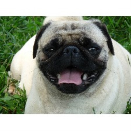 free pug puppies in michigan s happy pugs pug breeder in hill tennessee free pug puppies in michigan s happy pugs pug breeder in hill tennessee