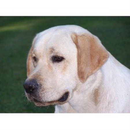 breeder labrador retriever maryland seahawk labradors