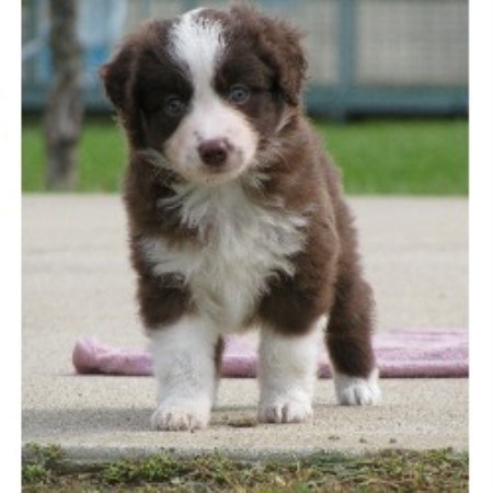 56 HQ Images Australian Shepherd Puppies Northern Michigan : 8 weeks old Farm Raised Australian Shepherd puppies in ...